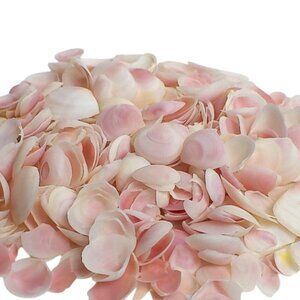 Vintage Natural Pink Rose Cup Shells For Crafts